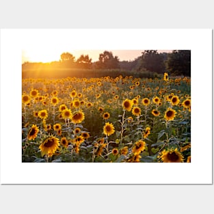 Sunflower field with a setting sun Posters and Art